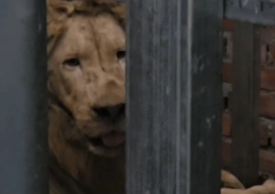 นาวิกโยธิน เข้าเคลียร์พื้นที่ กาสิโน พบ สิงโต–หมีควาย ถูกขัง ส่งสวนสัตว์ดูแล