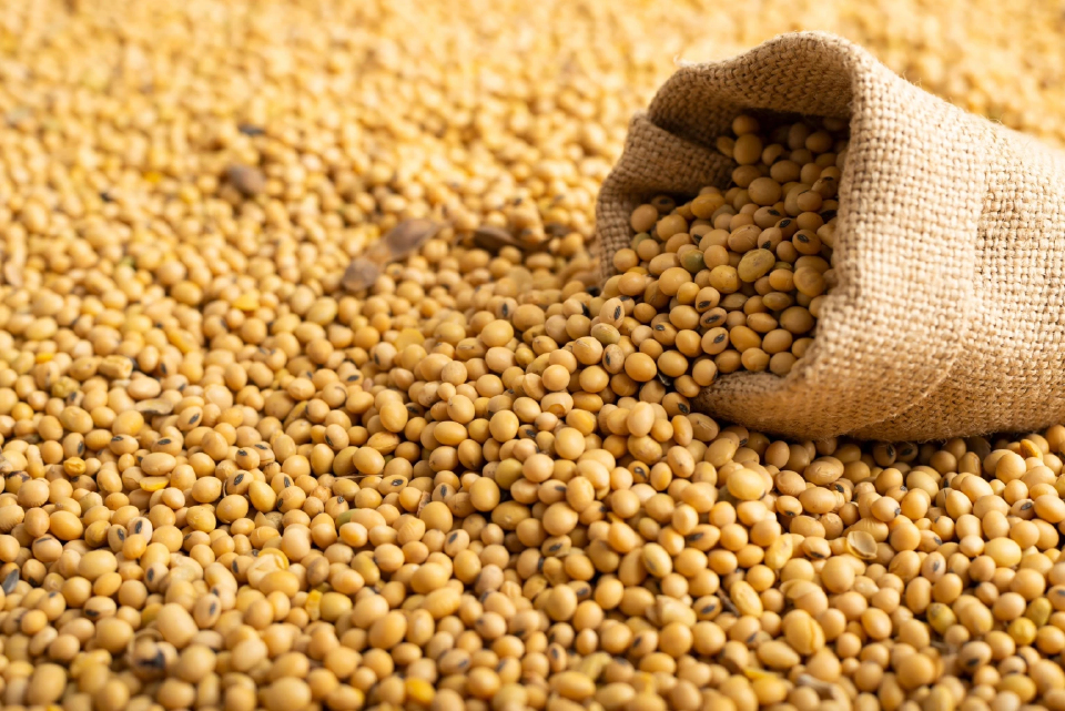 สนค. ชี้ไทยนำเข้าถั่วเหลืองพุ่ง 6 หมื่นล้าน แนะรุก "คาร์บอนต่ำ" สู้กำแพงค้าโลก