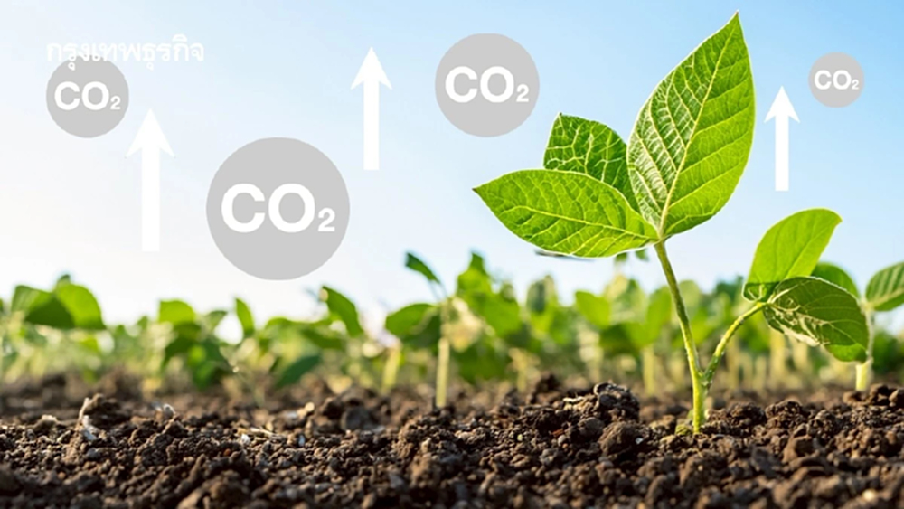 พืชมี ‘สารอาหาร’ น้อยลง เพราะ ‘ก๊าซคาร์บอน’ ในชั้นบรรยากาศสูงขึ้น