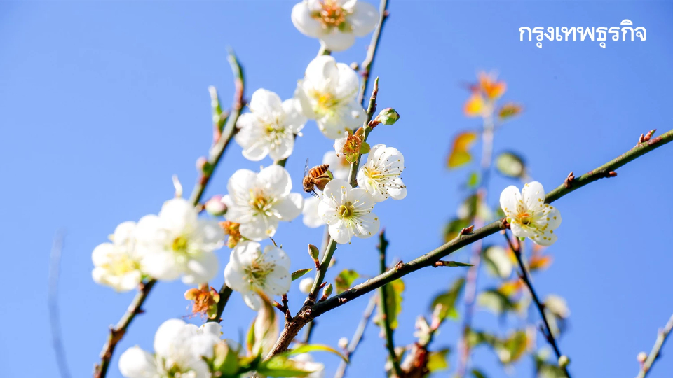 จุดเช็คอิน สุดโรแมนติก ดอกบ๊วย บานสะพรั่งต้อนรับหนาว ที่อ่างขาง