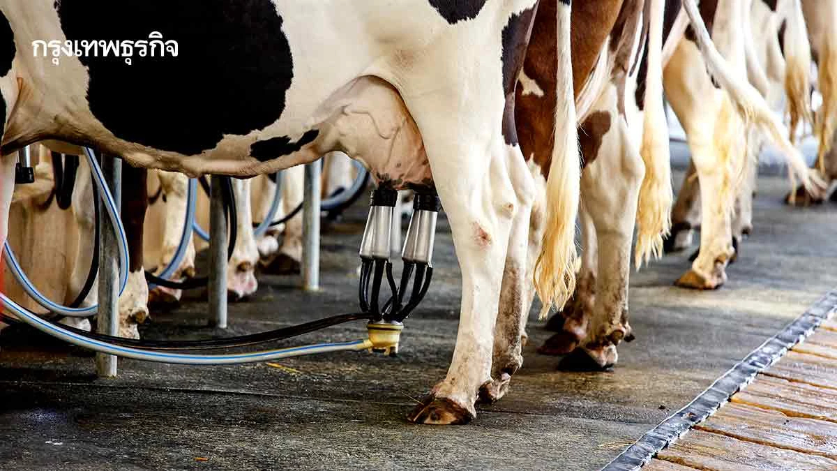 บอร์ดโคนมฯจัดโควตานำเข้าสินค้านม ปี69  ตามกรอบเอฟทีเอ‘ออสเตรเลีย-นิวซีแลนด์’