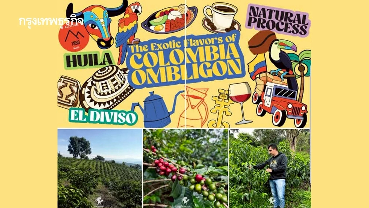 Ombligon กาแฟหายาก  รสชาติ Exotic!