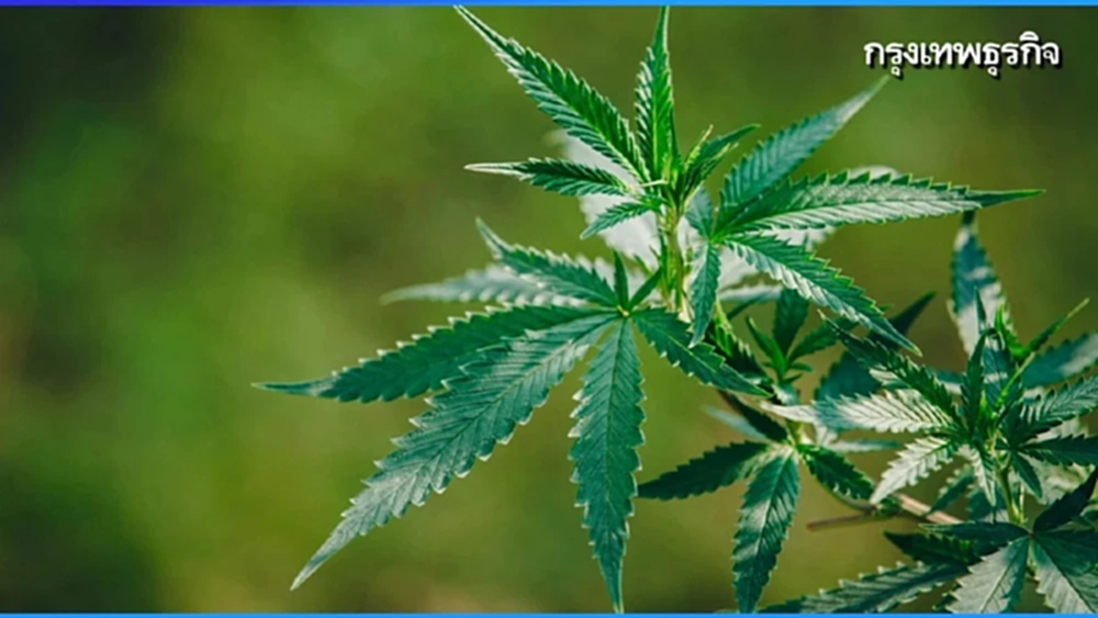 สายเขียวยิ้ม! ทรัมป์ ‘ผ่อนคลายกัญชา’ จัดประเภทใหม่ ลดระดับความร้ายแรง