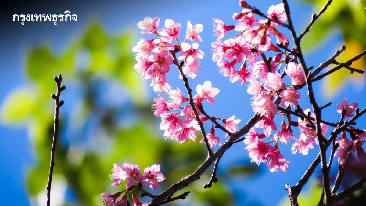 ปักหมุด! ที่เที่ยวรับลมหนาว ชมดอกพญาเสือโคร่งบานสะพรั่ง ณ อุทยานแห่งชาติดอยภูคา
