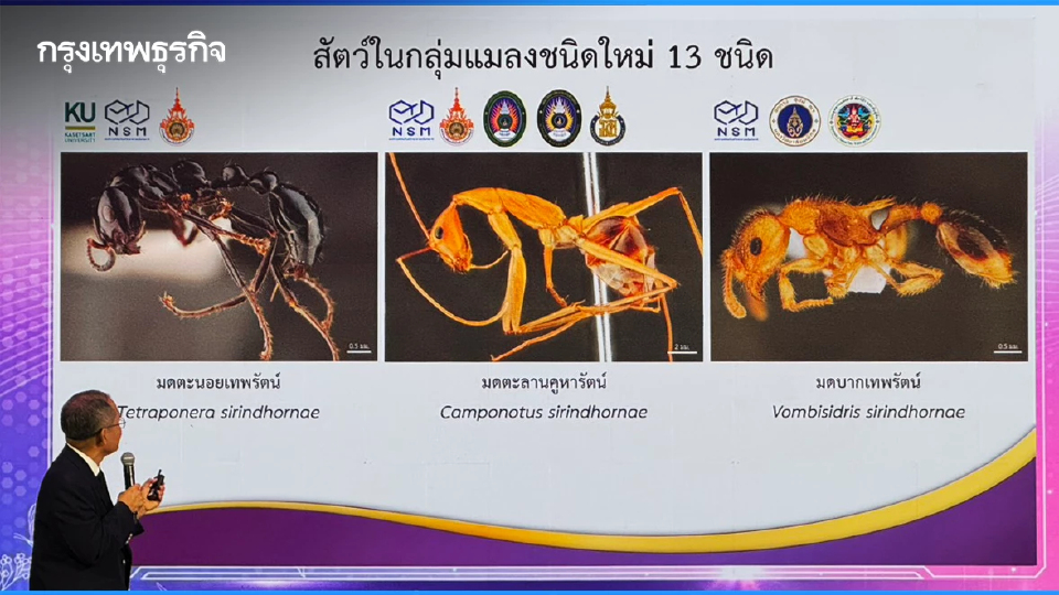 ค้นพบ ‘มด’ 3 ชนิดใหม่ของโลก นามพระราชทาน เฉลิมพระเกียรติสมเด็จพระกนิษฐาธิราชเจ้า