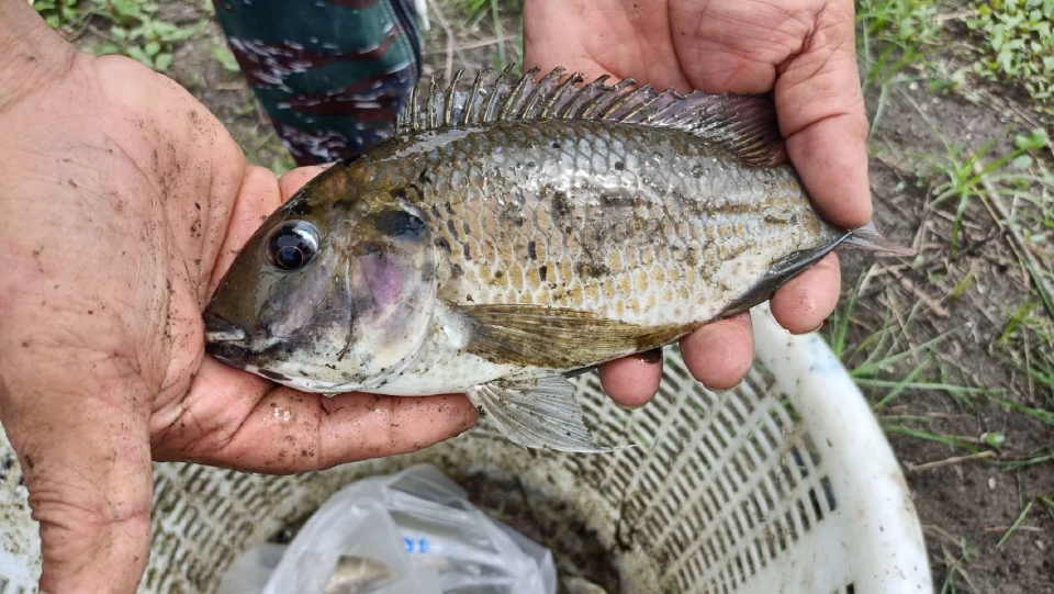 คดีปลาหมอคางดำ อัยการมีคำสั่งฟ้องตามหลักฐานภาพเท็จ ไม่ใช่กลั่นแกล้ง