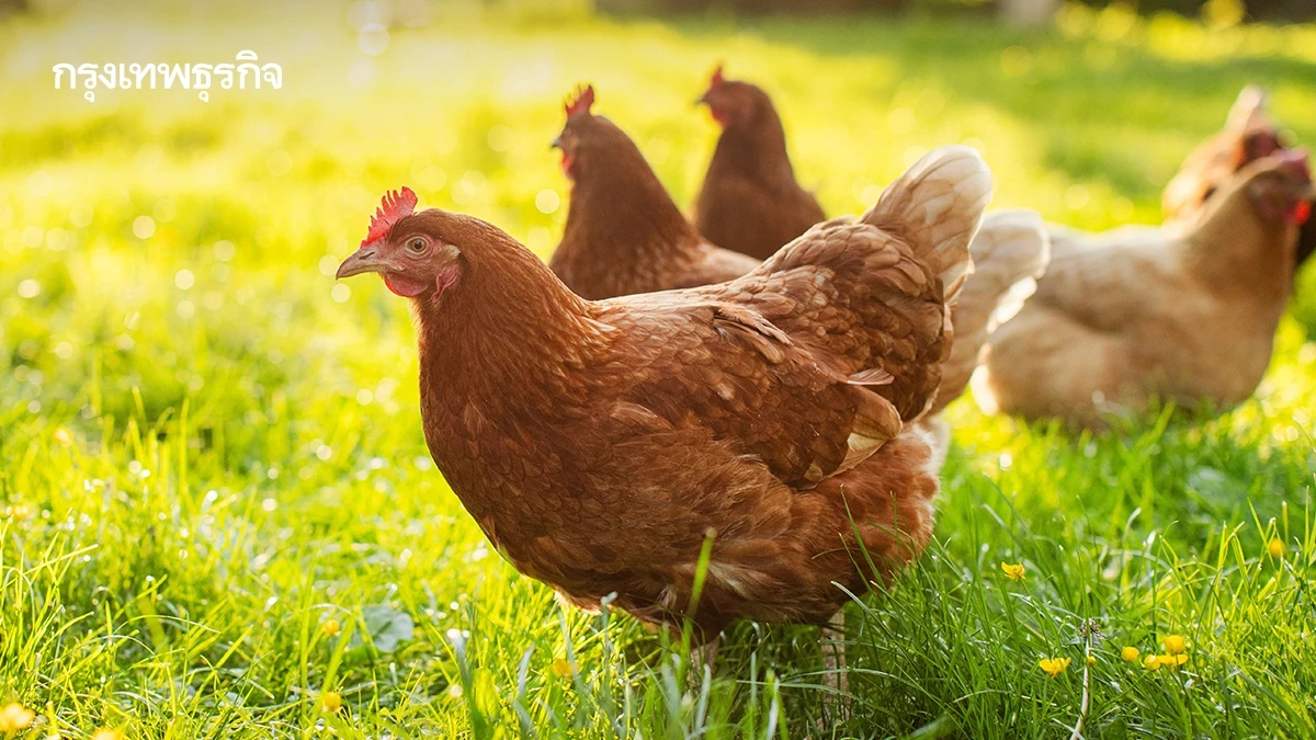 เปิดอันดับ ผู้ค้าปลีกไทย 'ไข่ไก่ปลอดกรง' ท่ามกลางแม่ไก่ 54 ล้านตัวยังถูกขัง