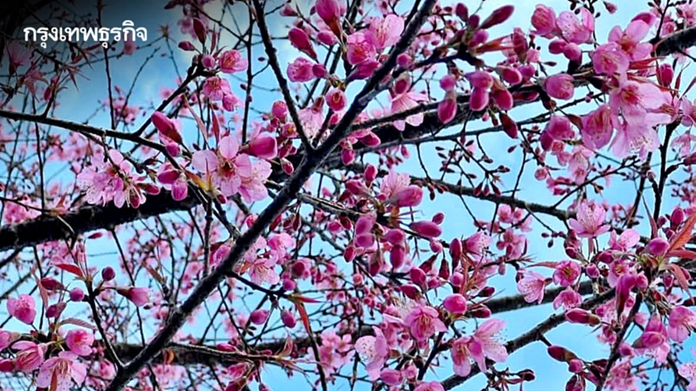 หนาวนี้ชวนเที่ยว 'อุทยานแห่งชาติดอยผ้าห่มปก' ชมความงาม 'ดอกนางพญาเสือโคร่ง'