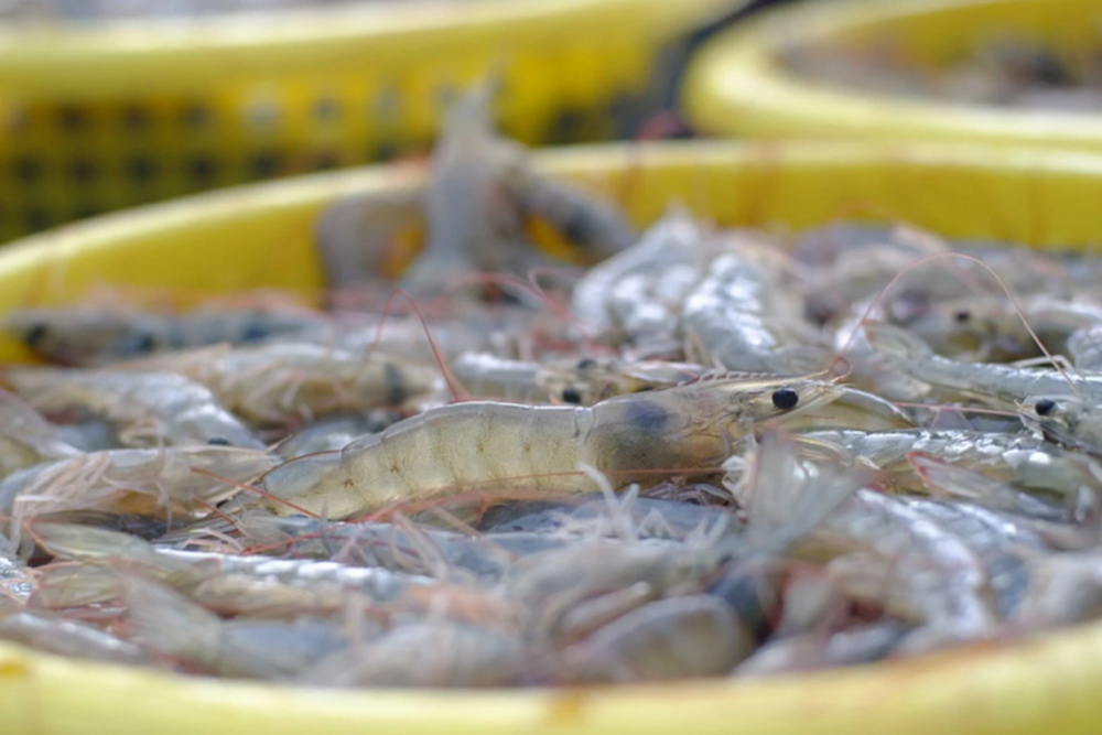 'เอเลี่ยนสปีชีส์' ไม่กระทบการเพาะเปลี่ยงกุ้ง ห่วงโรคระบาดดันต้นทุนเพิ่ม 20%