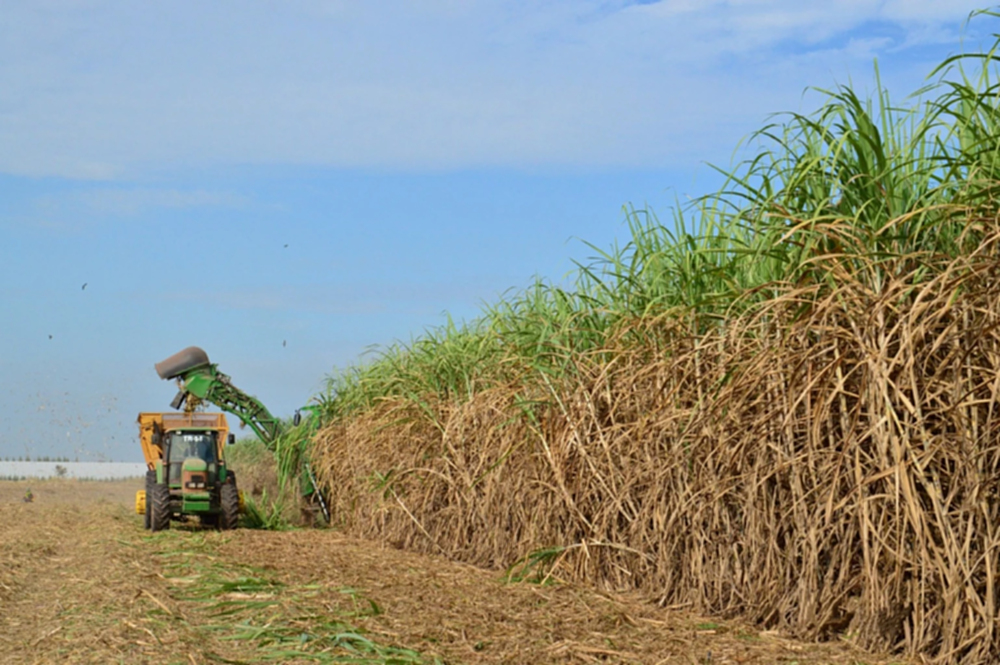 3 สมาคมโรงงานน้ำตาล ป้องชาวไร่ ชี้ PM2.5 พุ่งก่อนเปิดหีบ