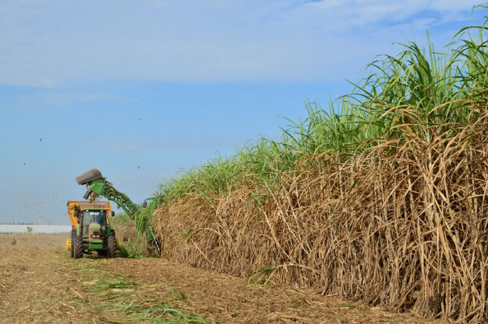 3 สมาคมโรงงานน้ำตาล ป้องชาวไร่ ชี้ PM2.5 พุ่งก่อนเปิดหีบ