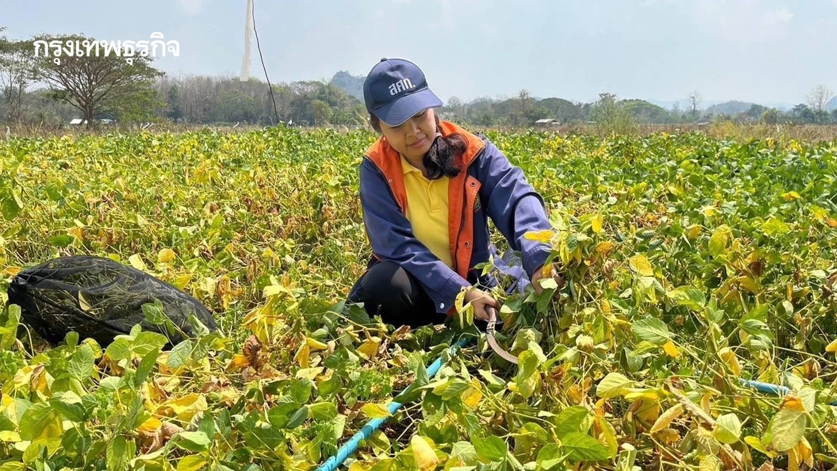 สศก. ชี้ พื้นที่ปลูกถั่วเหลืองลด6 % เกษตรกรปลูกพืชอื่นราคาดีกว่า
