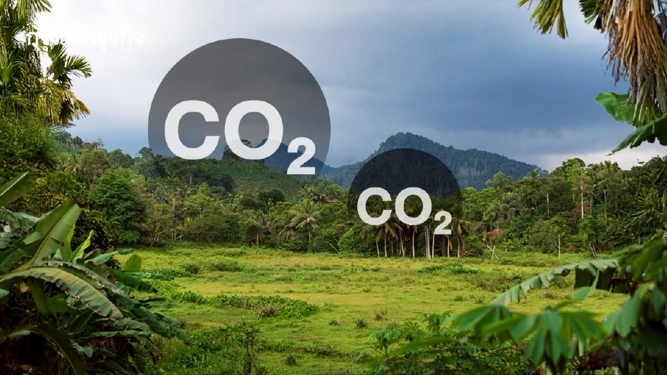 วิกฤติ ‘ป่าฝนเขตร้อน’ จากแหล่งกักเก็บกลายเป็นปล่อยคาร์บอน สูญเสียเครื่องมือต่อสู้โลกร้อน