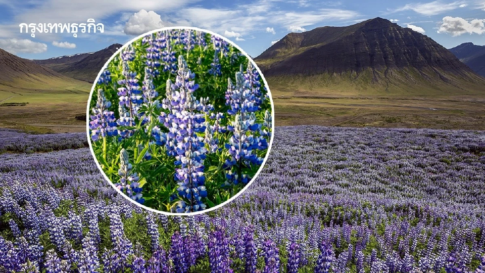 ‘ลูปินนูทก้า’ เอเลี่ยนสปีชีส์รุกรานพืชพื้นเมือง บทเรียนราคาแพงของ ‘ไอซ์แลนด์’