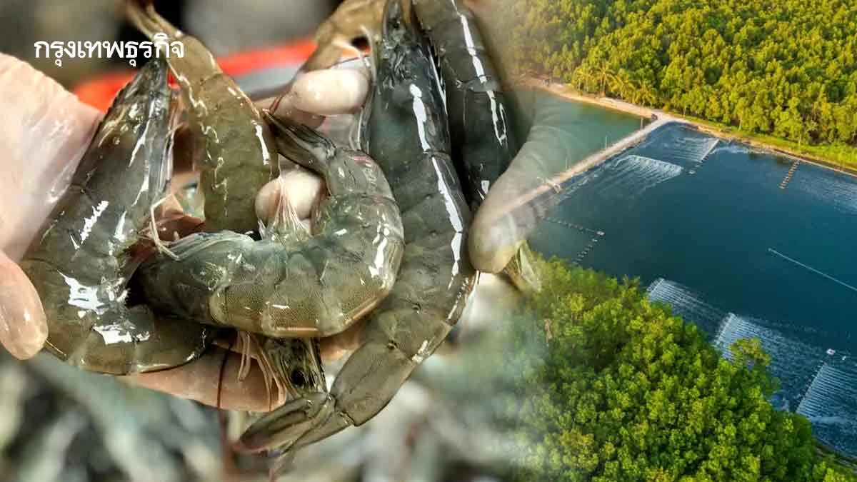 ‘ผู้ซื้อต่างประเทศ’รีเควส‘กุ้งคาร์บอนต่ำ’เกษตรเทรนนิ่งเปลี่ยนผ่านสู่ฟาร์มสีเขียว