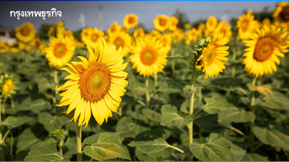 ชวนเที่ยว ‘ทานตะวันบานสะพรั่งทั่วระแหง ครั้งที่ 6’ ใกล้กรุงเทพฯ