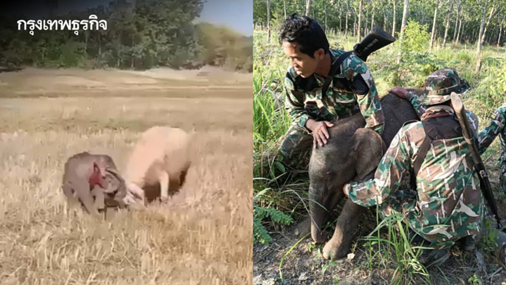 อัปเดต 2 ลูกช้างป่าพลัดหลง 'ถูกควายขวิด-ขาติดบ่วง' ล่าสุดกลับคืนสู่ป่าปลอดภัย