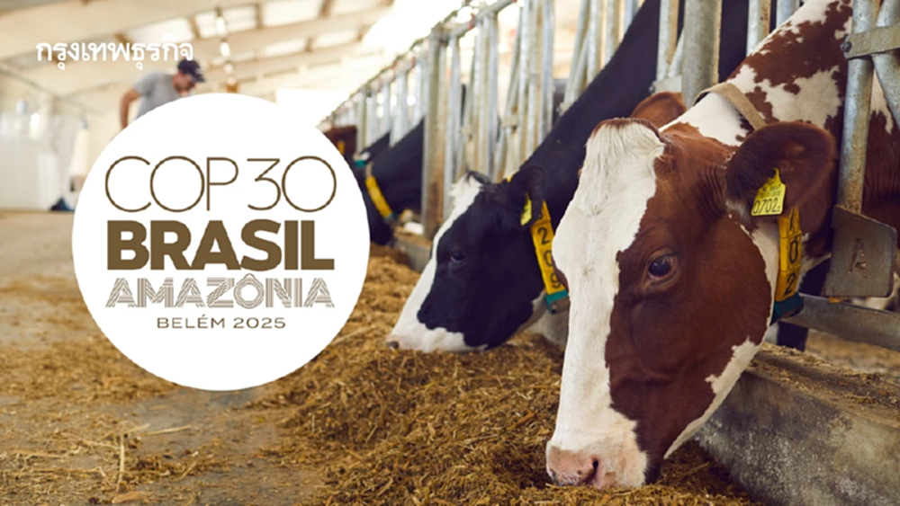 ชำแหละ COP30 ไม่ขยับคุมยักษ์ปศุสัตว์ ตัวการเร่งโลกร้อน-เชื้อดื้อยา