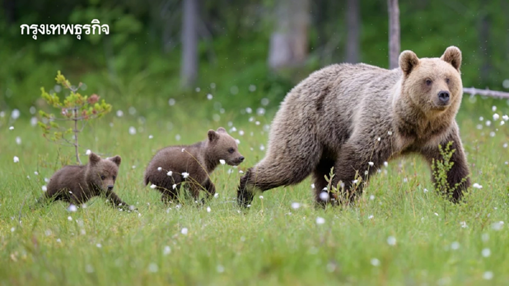 ‘หมีสีน้ำตาล’ ในยุโรปเชื่องมากขึ้น ดุน้อยลง ปรับตัวเพื่ออยู่รอด ไม่ให้มนุษย์ล่า
