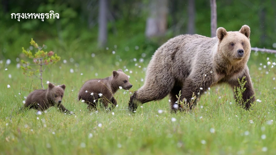 ‘หมีสีน้ำตาล’ ในยุโรปเชื่องมากขึ้น ดุน้อยลง ปรับตัวเพื่ออยู่รอด ไม่ให้มนุษย์ล่า