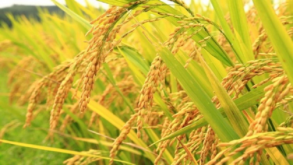 ปี 69อินเดียผลิตข้าวสูงสุดปีที่10-สต็อกโลกบวม    ราคาไทยพุ่งรับดีลจีน-สิงคโปร์สวนกัมพูชาส่งออกดิ่ง