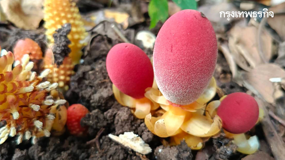 ขนุนดิน โผล่กลางวัดป่าเทพรังสี จ.เลย พืชแปลก อาศัยรากพืชอื่นเลี้ยงชีพ