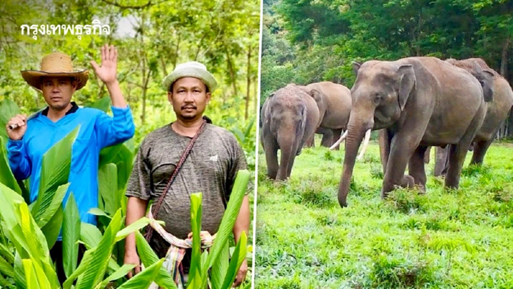 สวก. หนุนป่ารอยต่อ ปลูก-แปรรูป พืชสมุนไพร ต่อยอดเชิงพาณิชย์ แก้ปัญหาช้างรุกเมือง