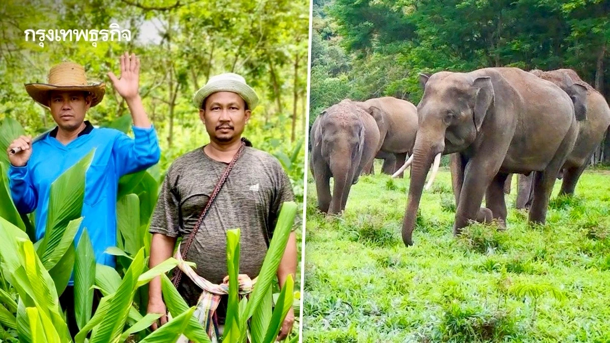 สวก. หนุนป่ารอยต่อ ปลูก-แปรรูป พืชสมุนไพร ต่อยอดเชิงพาณิชย์ แก้ปัญหาช้างรุกเมือง