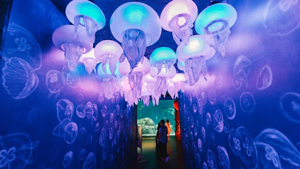 'Dive Into the Water Dance Show' ศูนย์การเรียนรู้โลกใต้ทะเลกลางกรุง