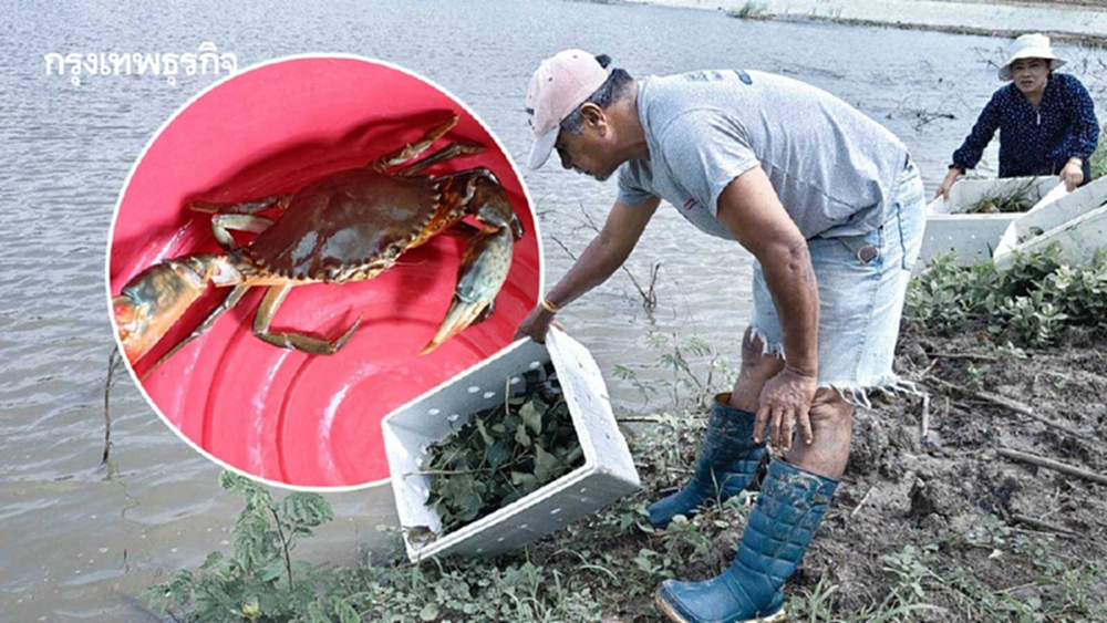 ประมงนครศรีธรรมราช หนุนใช้ปลาหมอคางดำเลี้ยง ปูขาวอินทรีย์