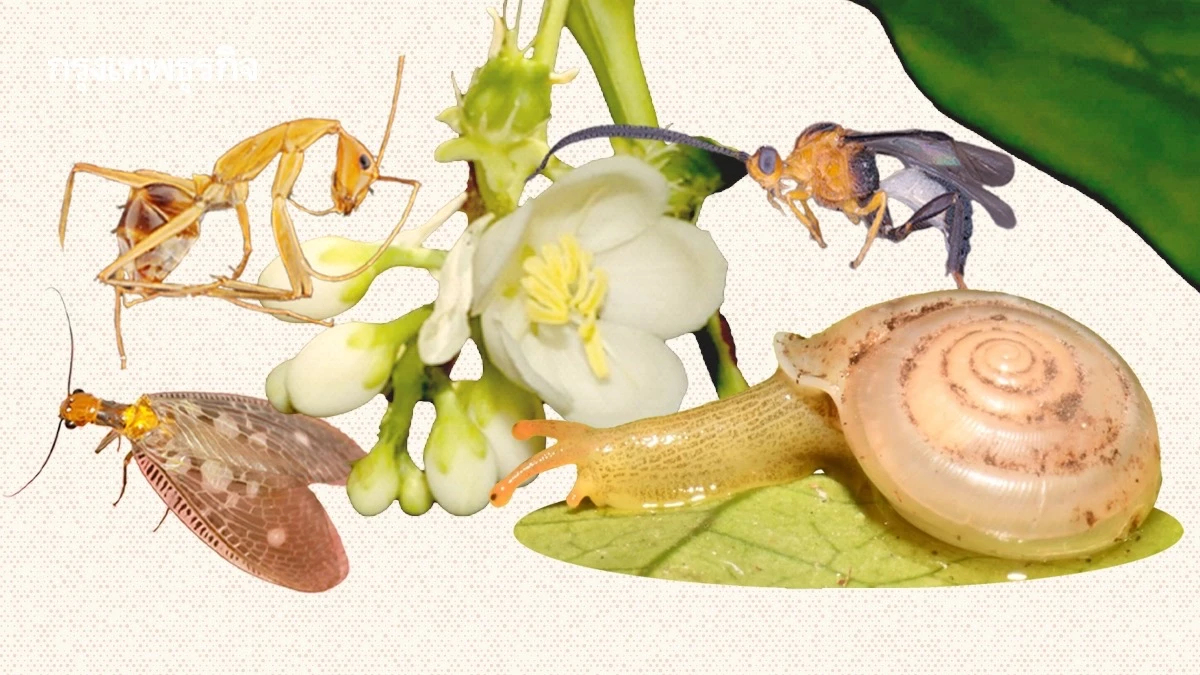 จุฬาฯ ค้นพบ 43 สิ่งมีชีวิตใหม่ของโลก นามพระราชทานตามกรมสมเด็จพระเทพฯ