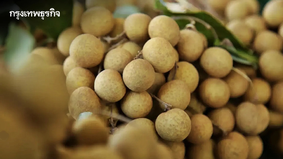 เงินเข้าแล้ว เงินอุดหนุนไร่ละ 1,000 บาท ชาวสวนลำไย เช็กด่วน! โอนแล้วกว่า 48 ล้าน