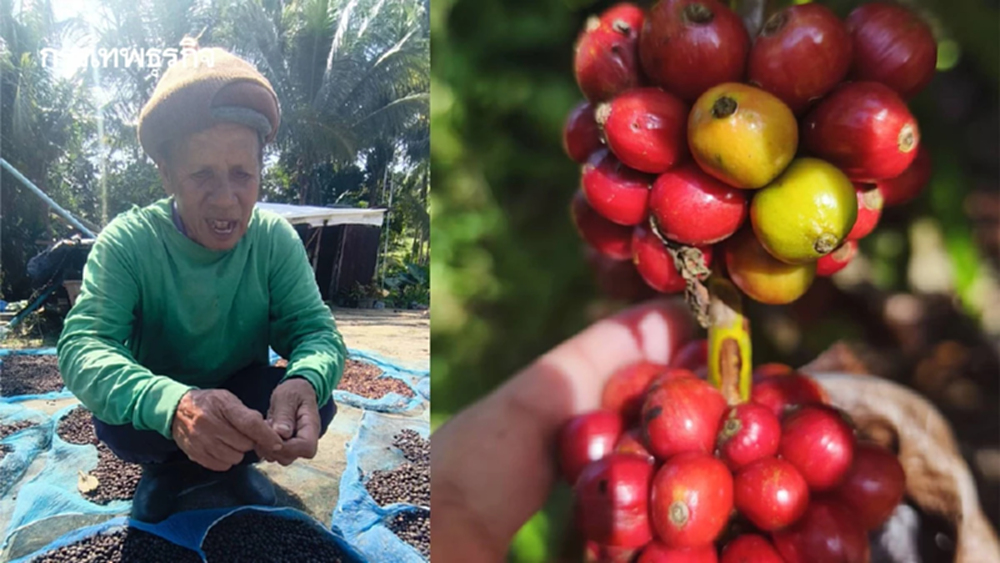 คนรุ่นใหม่นิยมดื่มกาแฟ ปัจจัยหนุนราคาพุ่ง 52% สศก. เล็งขยายพื้นที่ปลูก