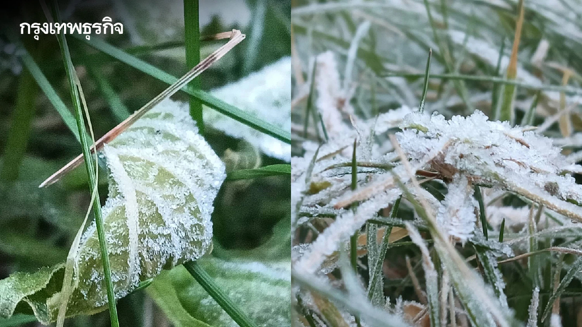 'ดอยอินทนนท์' หนาวจัด 'เหมยขาบ' โผล่ขาวโพลน เดือน พ.ย. แห่เที่ยวทะลุ 2 หมื่นคน