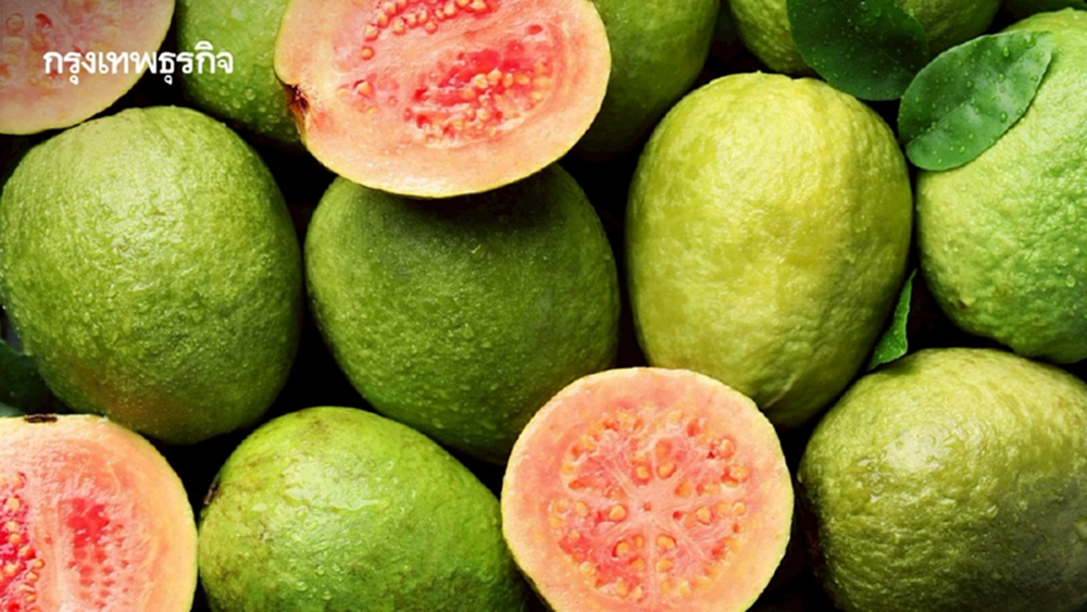 “ฝรั่งสามพราน” มาแรง! ดันผลไม้ GI ไทยรายได้ทะลุ 350 ล้านต่อปี
