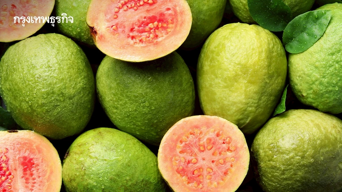 “ฝรั่งสามพราน” มาแรง! ดันผลไม้ GI ไทยรายได้ทะลุ 350 ล้านต่อปี