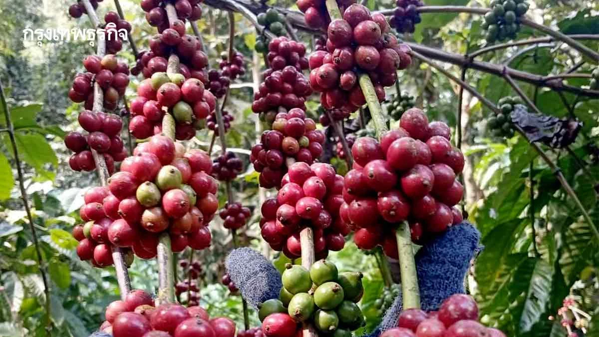 ยกระดับ 'ชุมพร' สู่การเป็น 'มหานครโรบัสต้า' ผลิตกาแฟคุณภาพ
