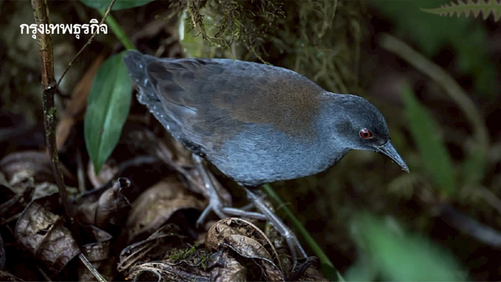 พบ ‘นกอัญชันกาลาปากอส’ ครั้งแรก หลังเจอล่าสุด 200 ปีก่อน โดย ‘ชาร์ลส์ ดาร์วิน’