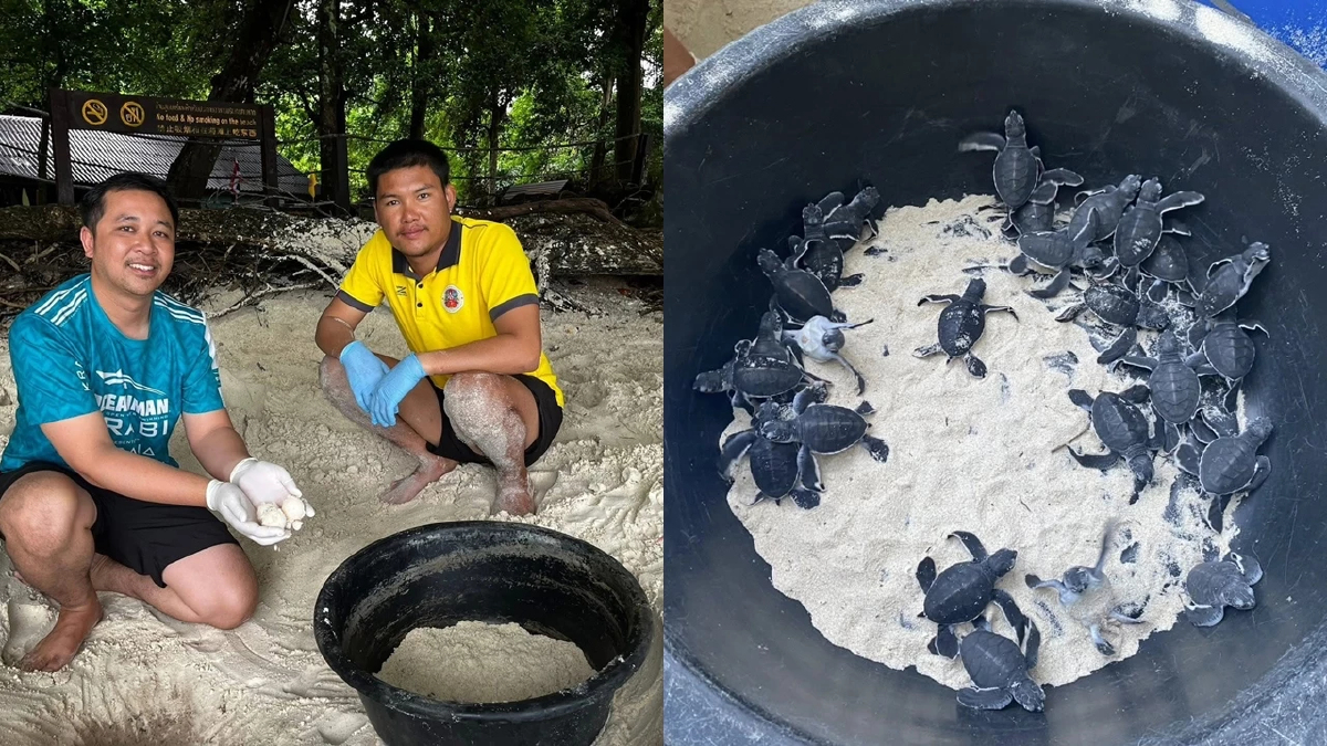 วันส่งท้ายปีเก่า ต้อนรับปีใหม่ 2569 ลูกเต่าตนุ 71 ตัวรังแรกของฤดูกาล