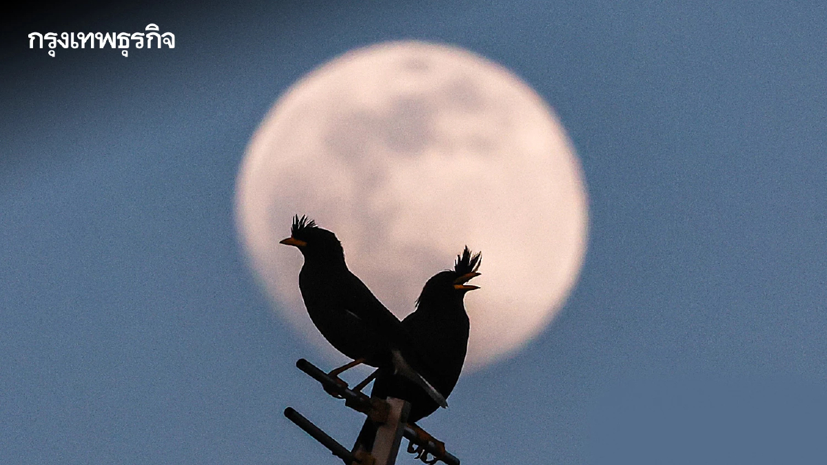 คืนวันที่ 4 ธ.ค. ชวนดู 'ซูเปอร์ฟูลมูน' ครั้งสุดท้ายของปี 2568 มองเห็นด้วยตาเปล่า