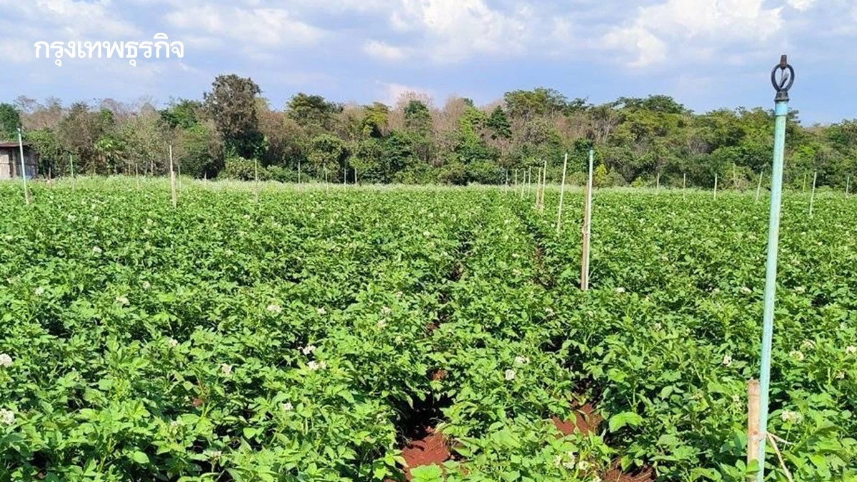  มกอช. เปิดอบรม ฟรี  ปฏิบัติการ ด้าน GAP พืชอาหาร  ถึง 8 ม.ค. 69