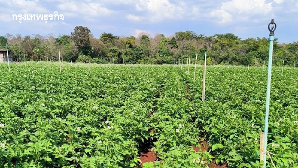  มกอช. เปิดอบรม ฟรี  ปฏิบัติการ ด้าน GAP พืชอาหาร  ถึง 8 ม.ค. 69