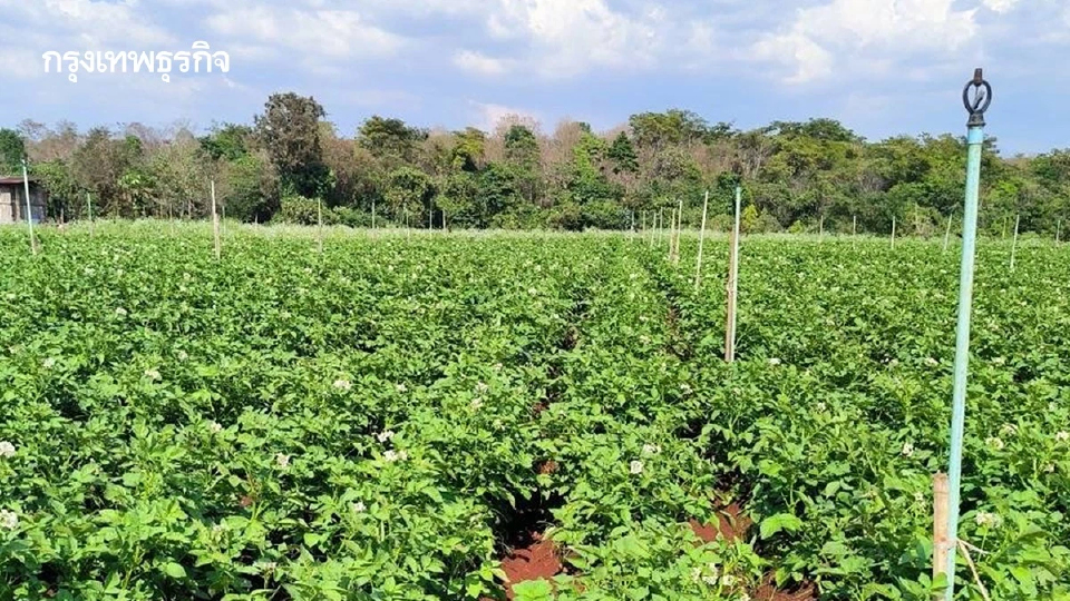 มกอช. เปิดอบรม ฟรี ปฏิบัติการ ด้าน GAP พืชอาหาร ถึง 8 ม.ค. 69