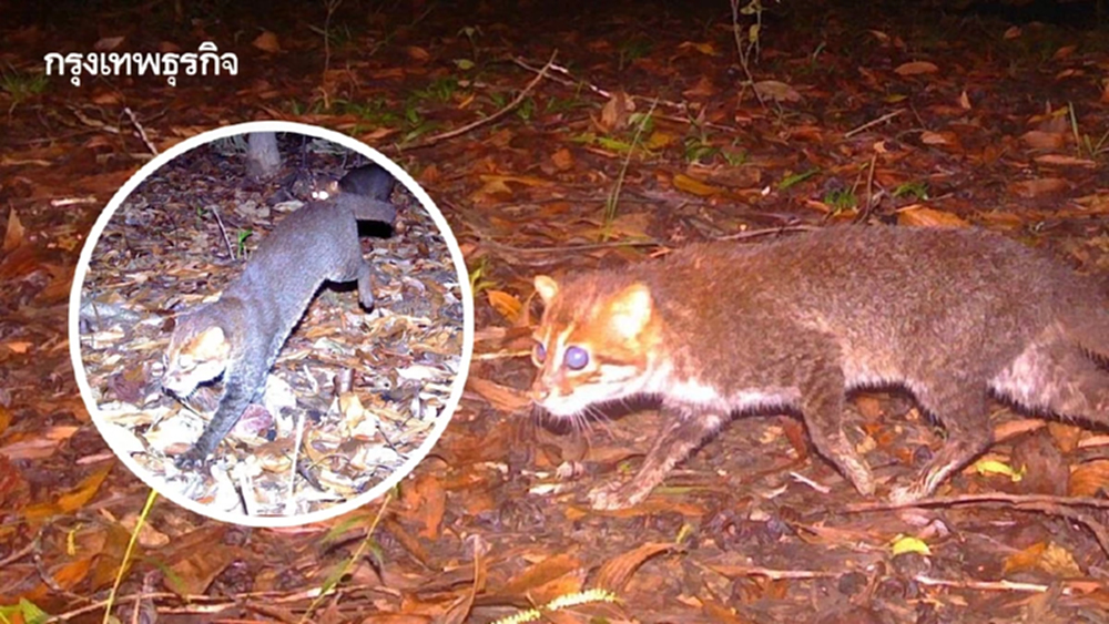 พบ ‘แมวป่าหัวแบน’ ในประเทศไทย ครั้งแรกรอบเกือบ 30 ปี  ตอกย้ำป่าพรุโต๊ะแดงอุดมสมบูรณ์