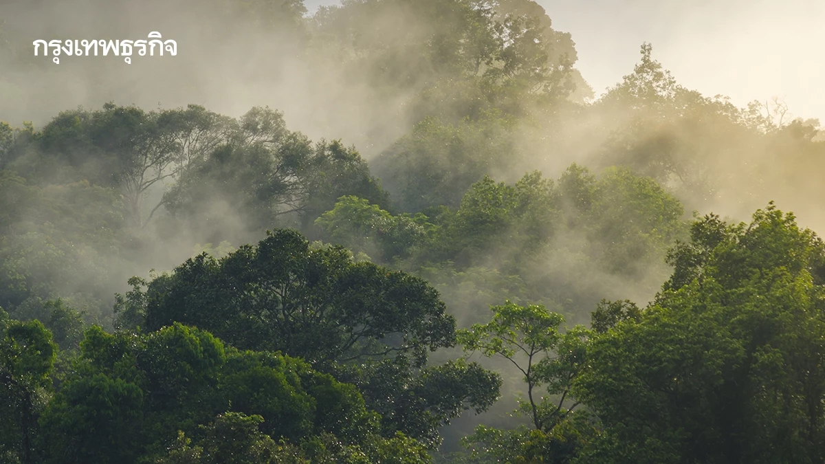 14 ม.ค. วันอนุรักษ์ทรัพยากรป่าไม้ของชาติ จากโศกนาฏกรรมกะทูน สู่มาตรการปิดป่า