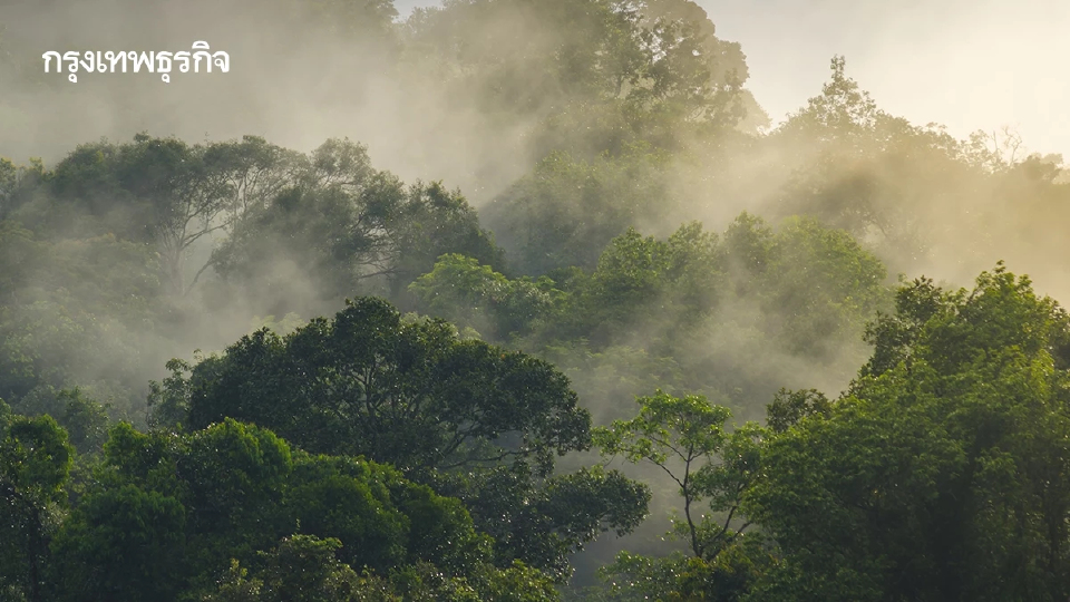 14 ม.ค. วันอนุรักษ์ทรัพยากรป่าไม้ของชาติ จากโศกนาฏกรรมกะทูน สู่มาตรการปิดป่า