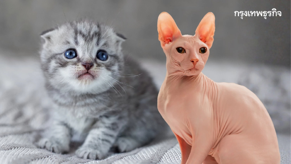 เนเธอร์แลนด์ แบน 'แมวหูพับ-แมวไร้ขน' เพื่อยุติความทรมานของสัตว์