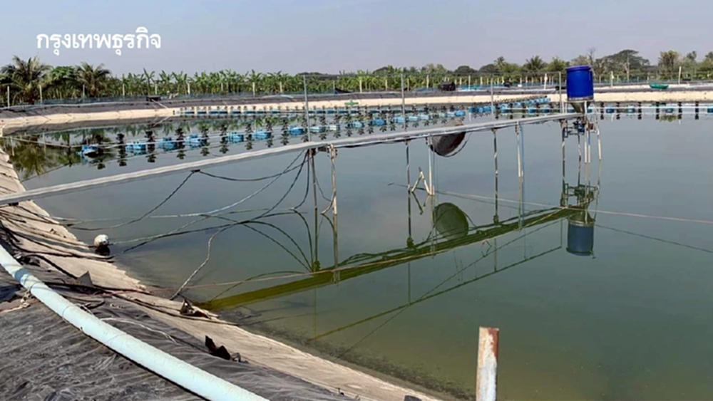 ปรับกฎ น้ำทิ้งบ่อเพาะเลี้ยงสัตว์น้ำ ดันภาพลักษณ์อาหารทะเลไทยสู่ตลาดโลก
