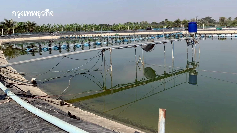 ปรับกฎ น้ำทิ้งบ่อเพาะเลี้ยงสัตว์น้ำ ดันภาพลักษณ์อาหารทะเลไทยสู่ตลาดโลก