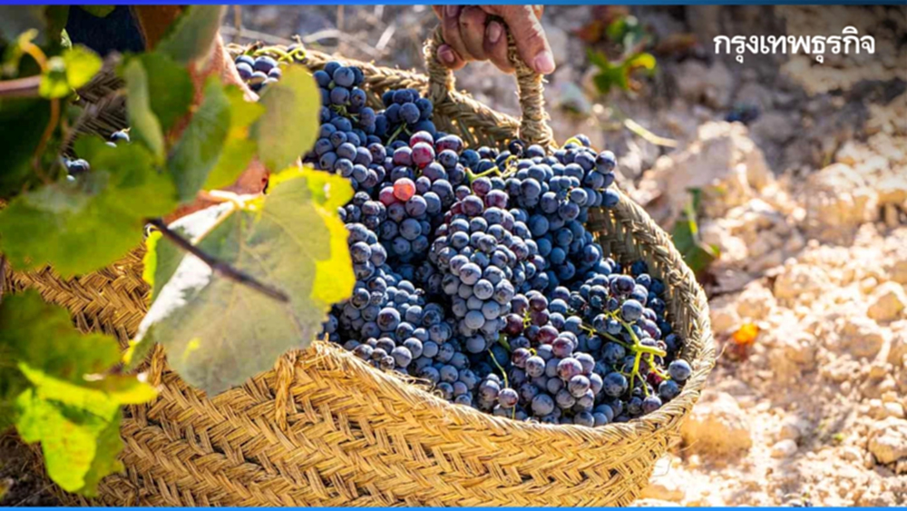 ไวน์สเปน หนึ่งในไวน์คลาสสิกของโลก